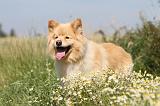 CHIEN FINNOIS DE LAPONIE 476